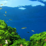 Thalgo Spiruline Boost Energising Eye Gel 15 ml